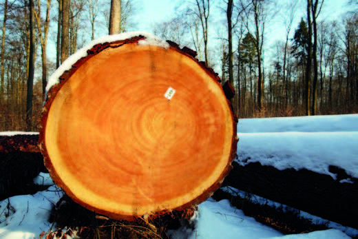 Lame de scie à ruban pour coupe des bois gelés