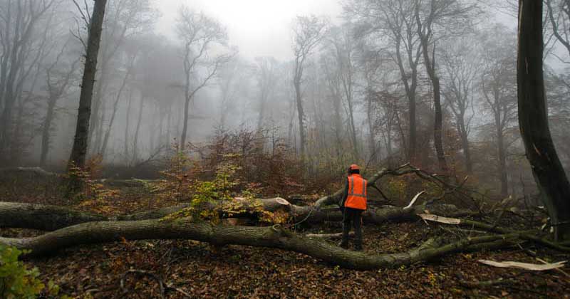 Holzgewinnung